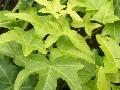 Goldstern English Ivy / Hedera helix 